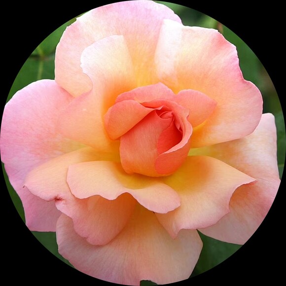 flowerforsale